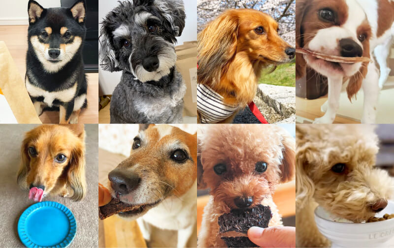 愛犬の写真