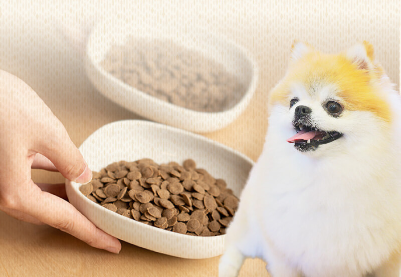 愛犬の写真
