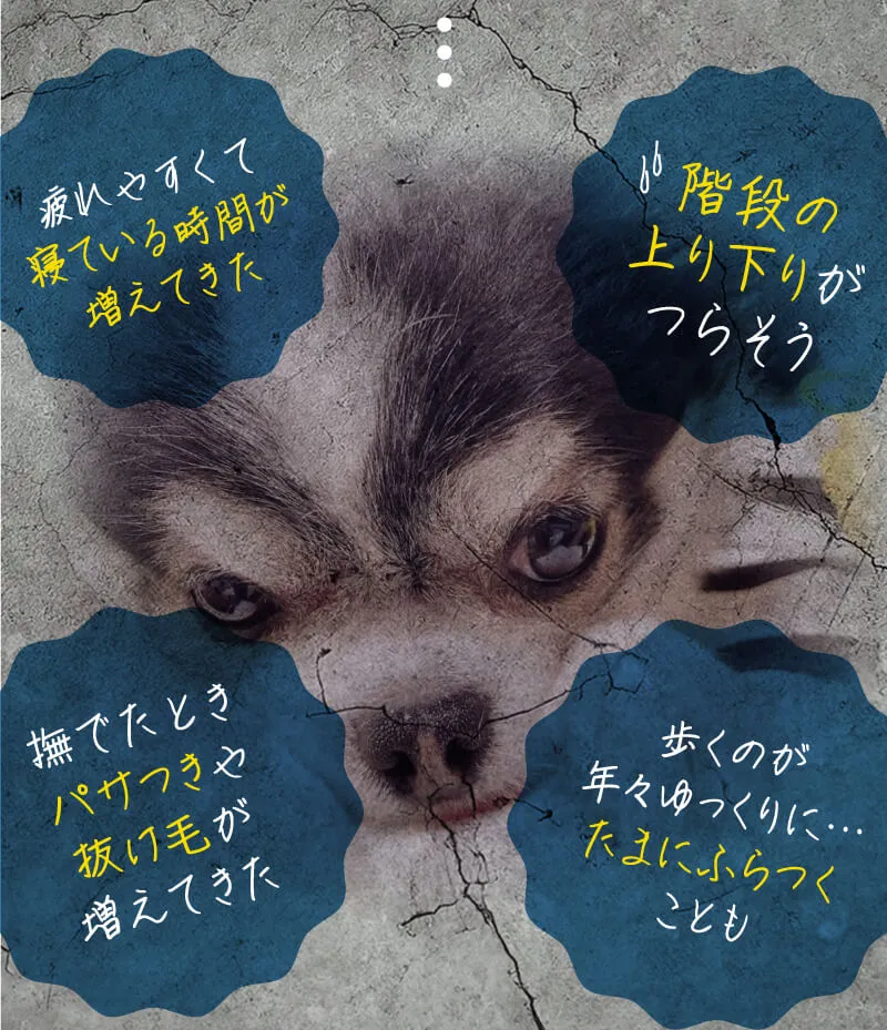 疲れやすくて寝ている時間が増えてきた　階段の上り下りがつらそう　撫でたときパサつきや抜け毛が増えてきた　歩くのが年々ゆっくりに・・・たまにふらつくことも