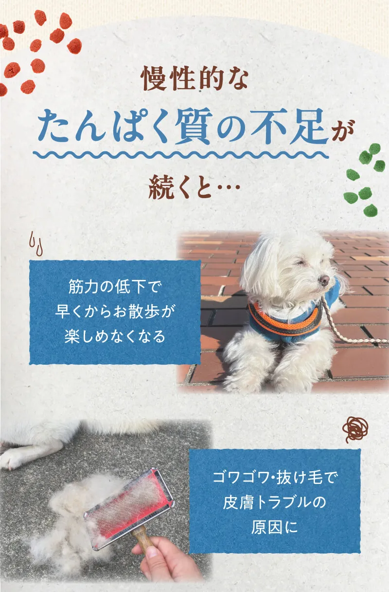 慢性的なタンパク質の不足が続くと、筋力の低下で早くからお散歩が楽しめなくなる　ゴワゴワ・抜け毛で皮膚トラブルの原因に